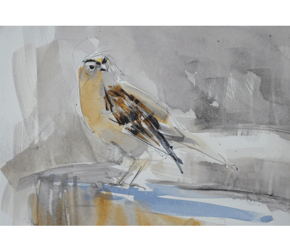 Randena Walsh -"Golden Crowned Sparrow"